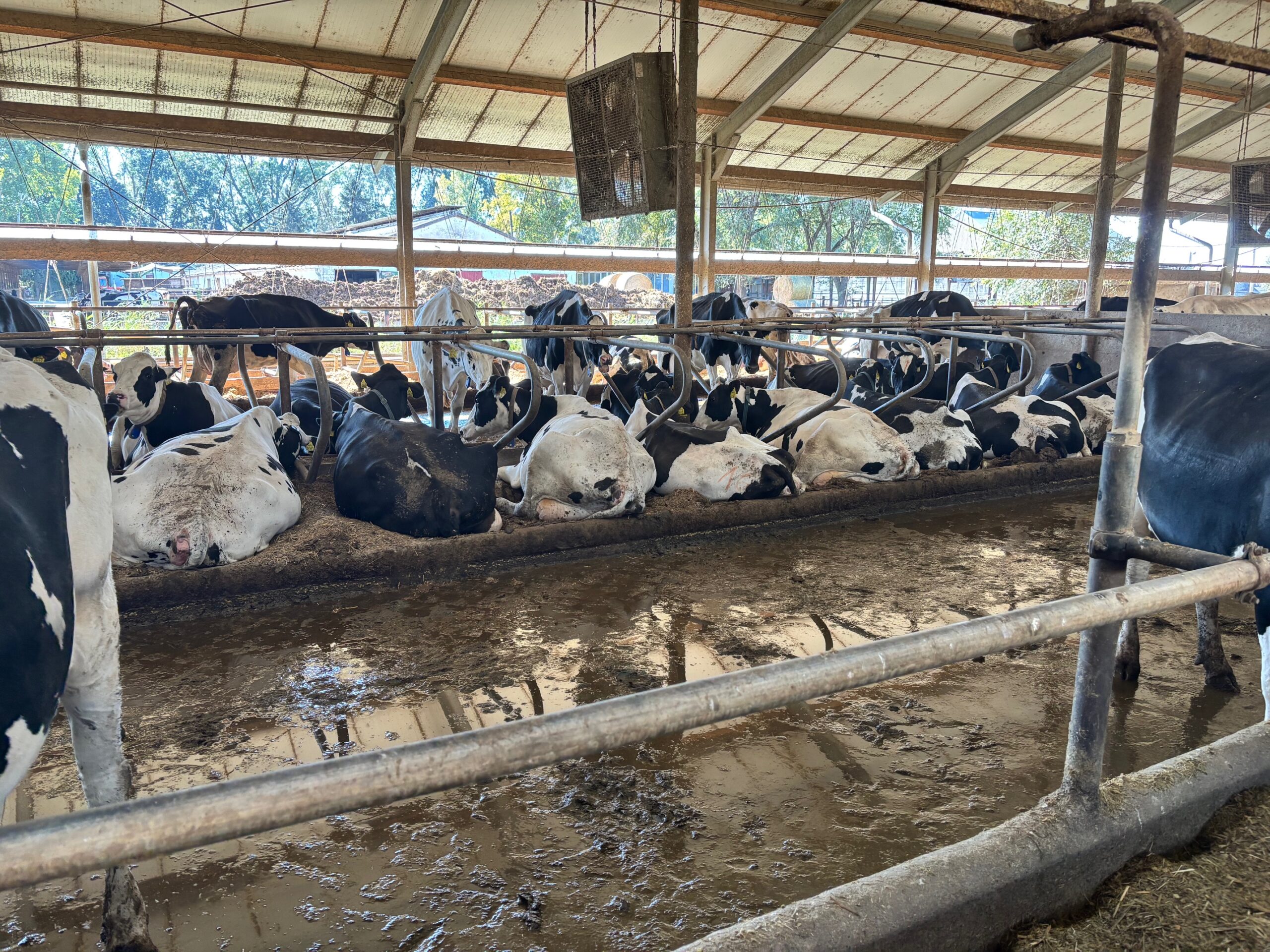 Élimination de lisier porcin et bovin